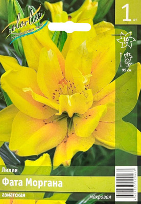 Лилия Фата Моргана азиатская
