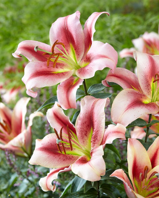 Лилия Олимпик Торч (1шт) 3719