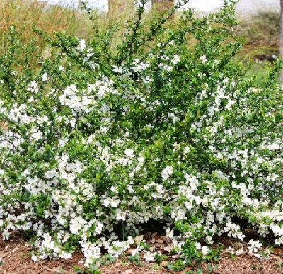 Айва великолепная (хеномелес) Джет Трэйл 4942