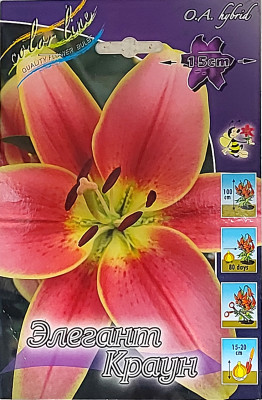 Лилия Элегант Краун (1шт) ОА гибрид