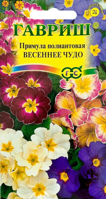 Примула Весеннее чудо (полиантовая многоцв)* 4 шт.