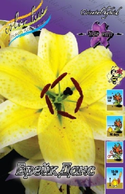 Лилия Брек Данс (1шт) 3074