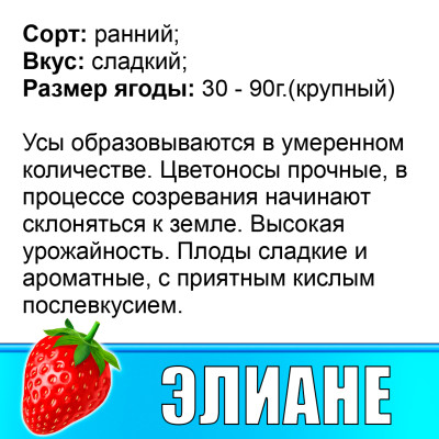 Земляника (Клубника) Элиане в стаканчике