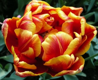 Тюльпан Силеста (1шт) 117026