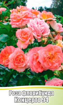 Роза Концерто 94 флорибунда (С4)