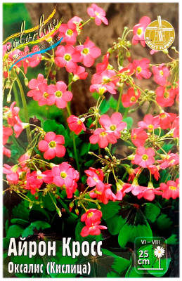 Оксалис (кислица) АЙРОН КРОСС