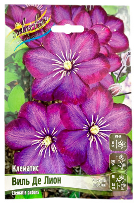 Клематис ВИЛЬ ДЕ ЛИОН (3 ГРУППА ОБРЕЗКИ)