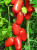 Томат Затейник F1 12шт