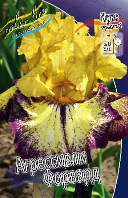 Ирис Германский Агрессивли Форвард (1шт) 4685