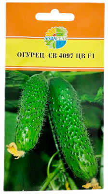 Огурец СВ 4097 ЦВ F1 АКВАРЕЛЬ