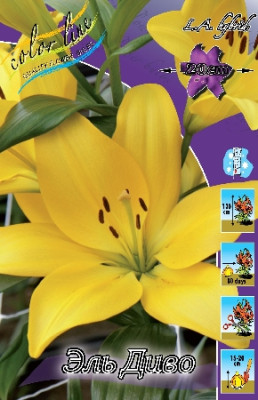 Лилия Эль Диво (1шт) 2330