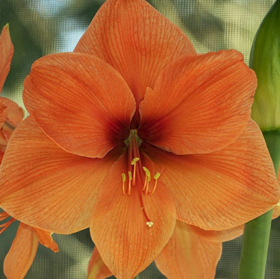 Амариллис Пич Мельба (1шт) 3517