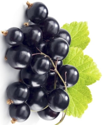 Смородина черная Капель 00-00007317