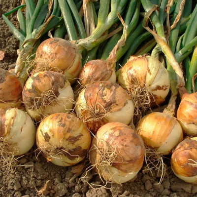 лук Севок Шекспир 10-21 Голландия