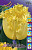 Тюльпан Хиллстар (1шт) 2504 (10)