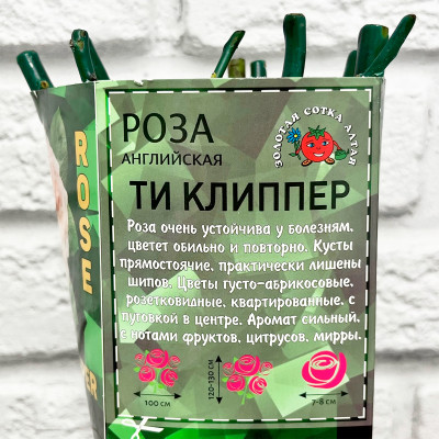 Роза английская ТИ КЛИППЕР описание