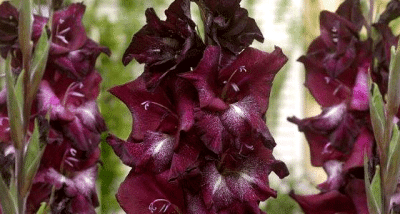 Гладиолус Шака Зулу (1шт) G-012