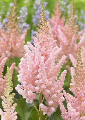 Астильба Вижион Инферно (1шт) Р-011