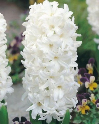 Гиацинт Лувр 14/15 (1шт) 6764 Гиацинт Лувр 14/15 (1шт) 6764