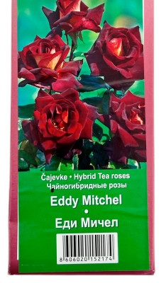 Чайногибридная роза ЕДИ МИЧЕЛ EDDY MITCHEL