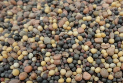 Смесь Горчица, редька, рапс 1кг