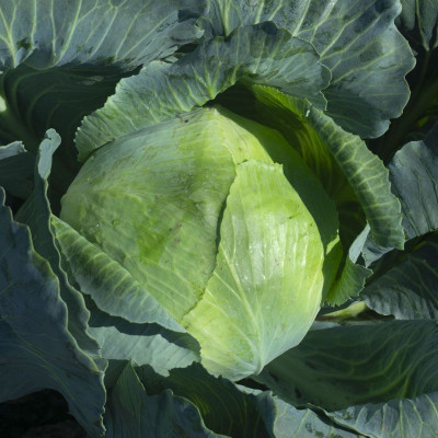 Капуста б/к СБ-3 F1 0,15г