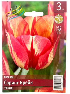 Тюльпан СПРИНГ БРЕЙК триумф
