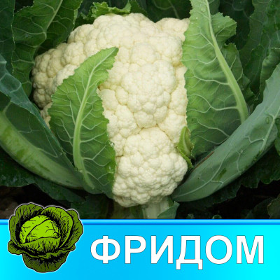 Рассада Капусты микс Рассада Капусты микс