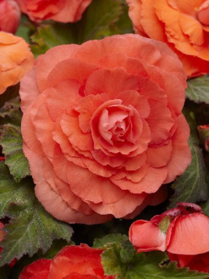 Бегония Суперба Лососевая (1шт) 3497