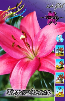 Лилия Пиранделло (1шт) 7218