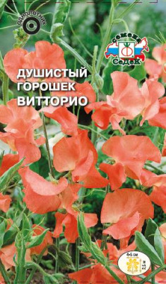 Душистый Горошек Витторио