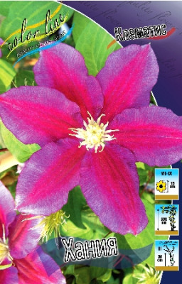 Клематис Хания (1шт) 773