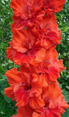 Гладиолус Огненное Кружево (1шт) 123870