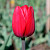 Тюльпан Рэд Пауэр (1шт)