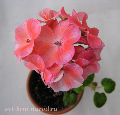 Пеларгония Герань Дельта, смесь + 5 шт. 782579