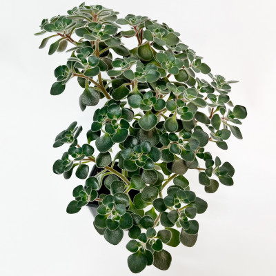  Аихризон (4)