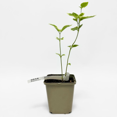 Барвинок большой Вариегата