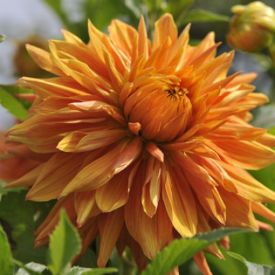 Георгин Бен Хьюстон (1шт) D-016