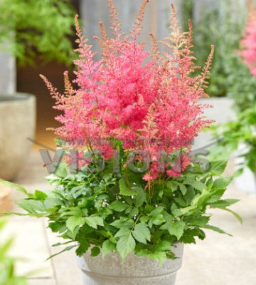 Астильба Санни Дэй (в упаковке 2шт) цена за 2шт