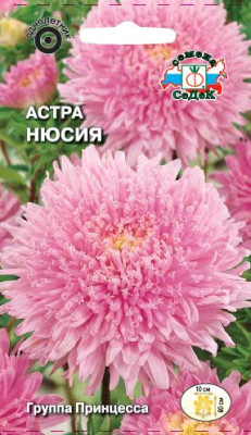Астра Нюсия принцесса (вишнево-розовая)