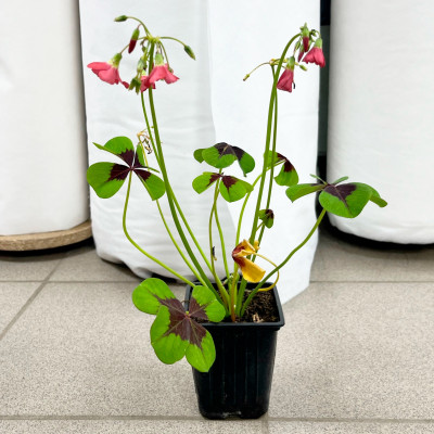 Оксалис (кислица) саженцы микс