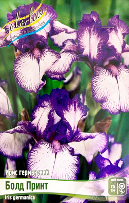 Ирис Болд Принт (1шт)