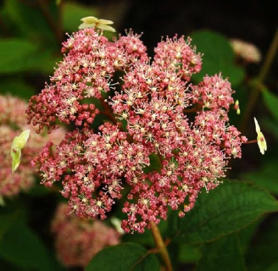 Гортензия древовидная Пинк Пин Кушион 7353