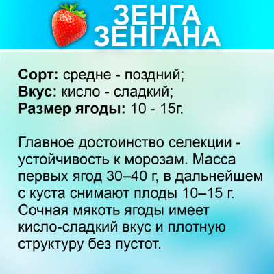 Земляника (Клубника) Зенга Зенгана в кассете