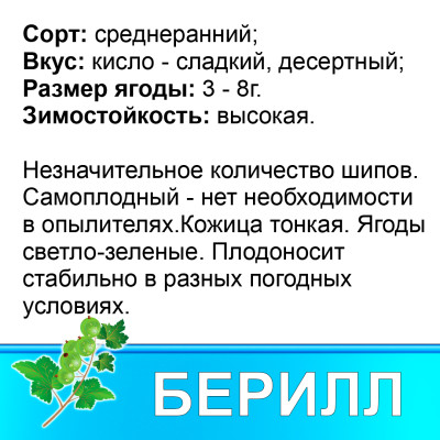 Крыжовник Берилл