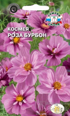 Космея Роза Бурбон (бипиннатус, махровая, нежно-розовая)