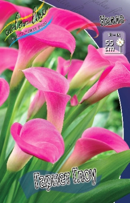 Калла Гарнет Глоу (1шт) 998