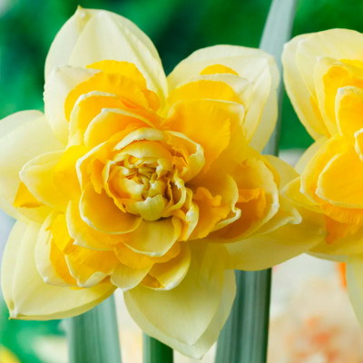 Нарцисс Грейт Лип (1шт)