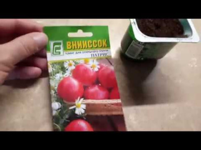 Томат Патрис