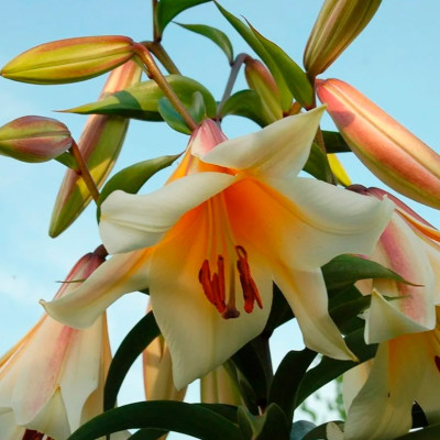 Лилия Хай Ти (1шт) 3051